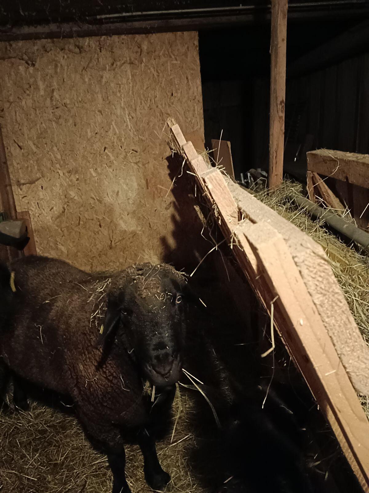 Schwarzkopf Widder, 4 Jahre 1