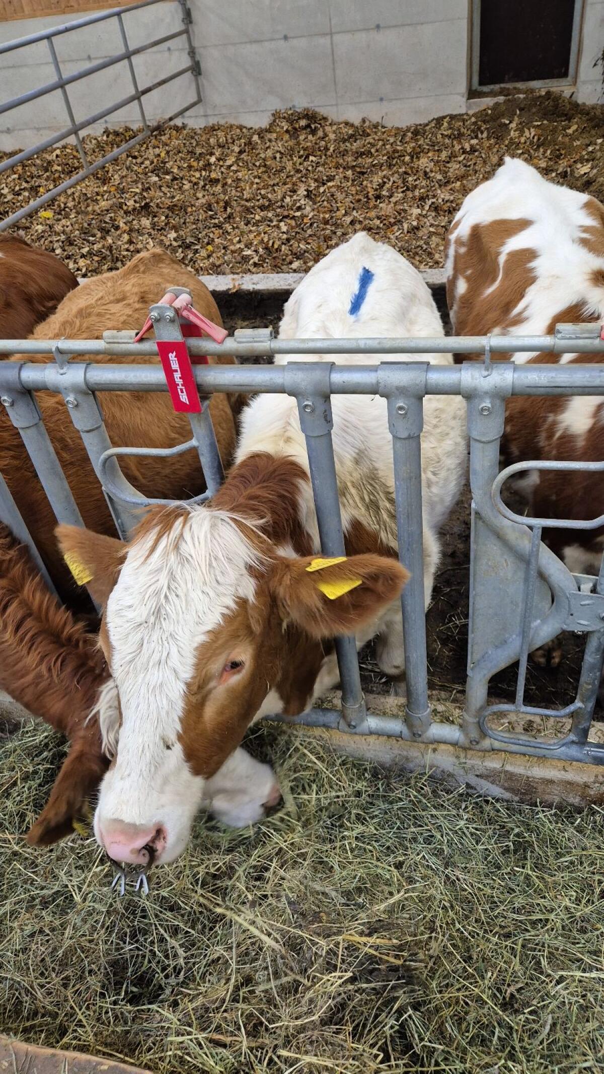 Einsteller zu verkaufen 2