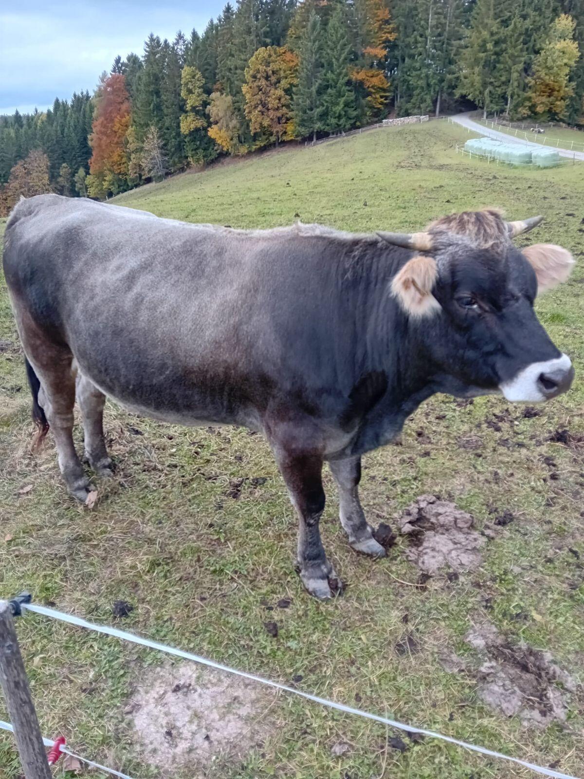 Tiroler Grauvieh Kalbin 1