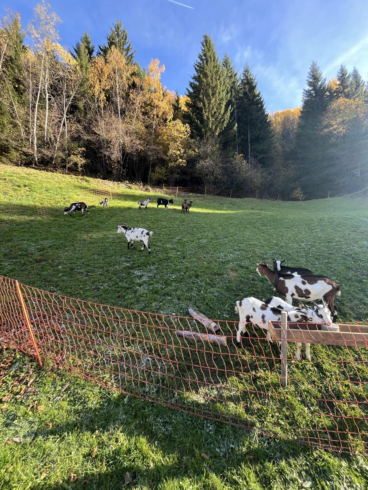 Suche Pfauen, Tauernschecken Aosta, Ziegen (NICHT HB!!!!) 2