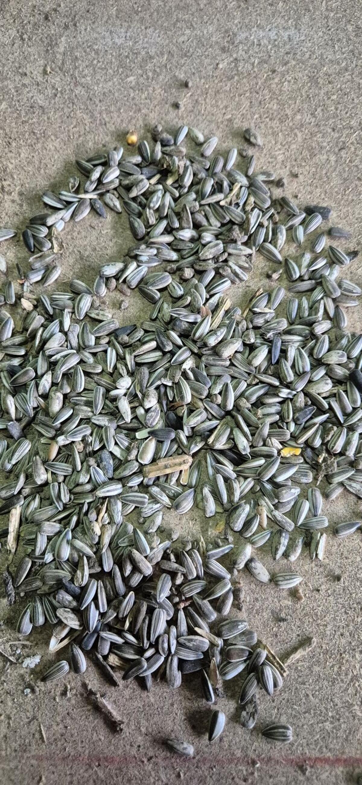 Sonnenblumenkerne, verschmutzt mit Erde, Hühnerfutter 1
