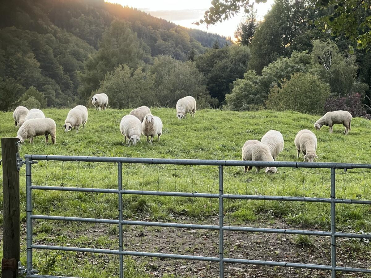 Verkaufe meine Schafe 1
