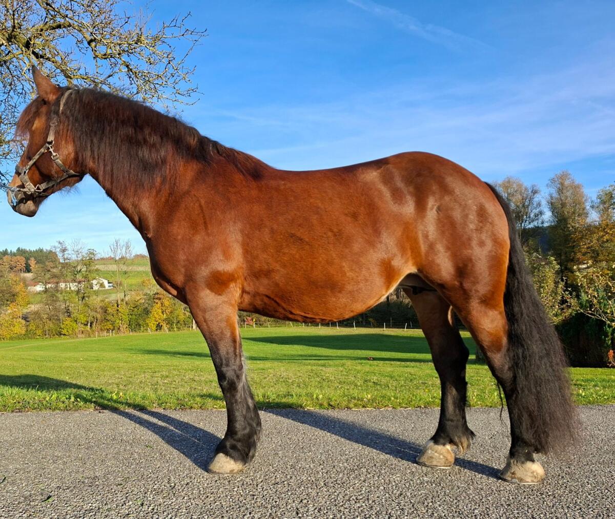 Norikerstute und Stutfohlen zu verkaufen 2