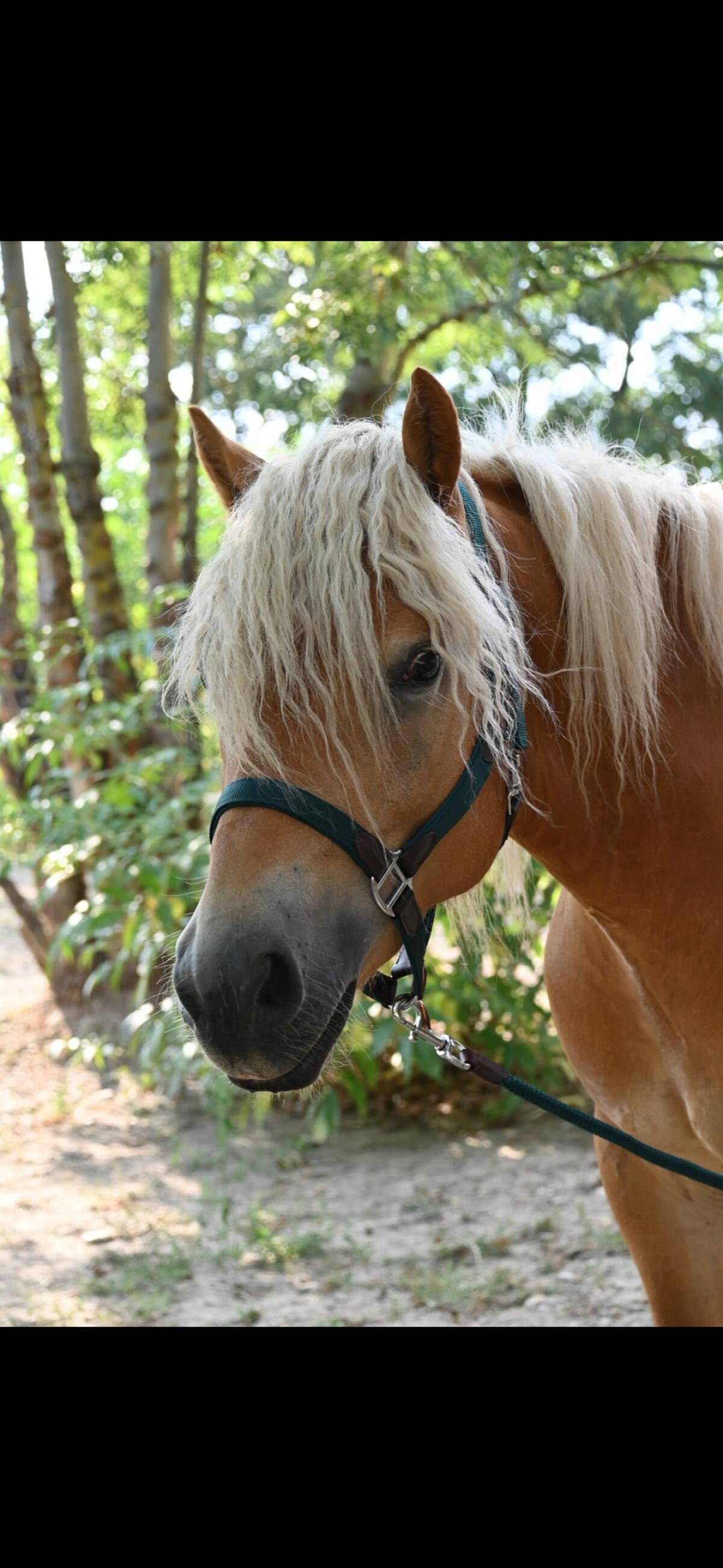 Bildschöner Haflingerwallach mit Talent 3