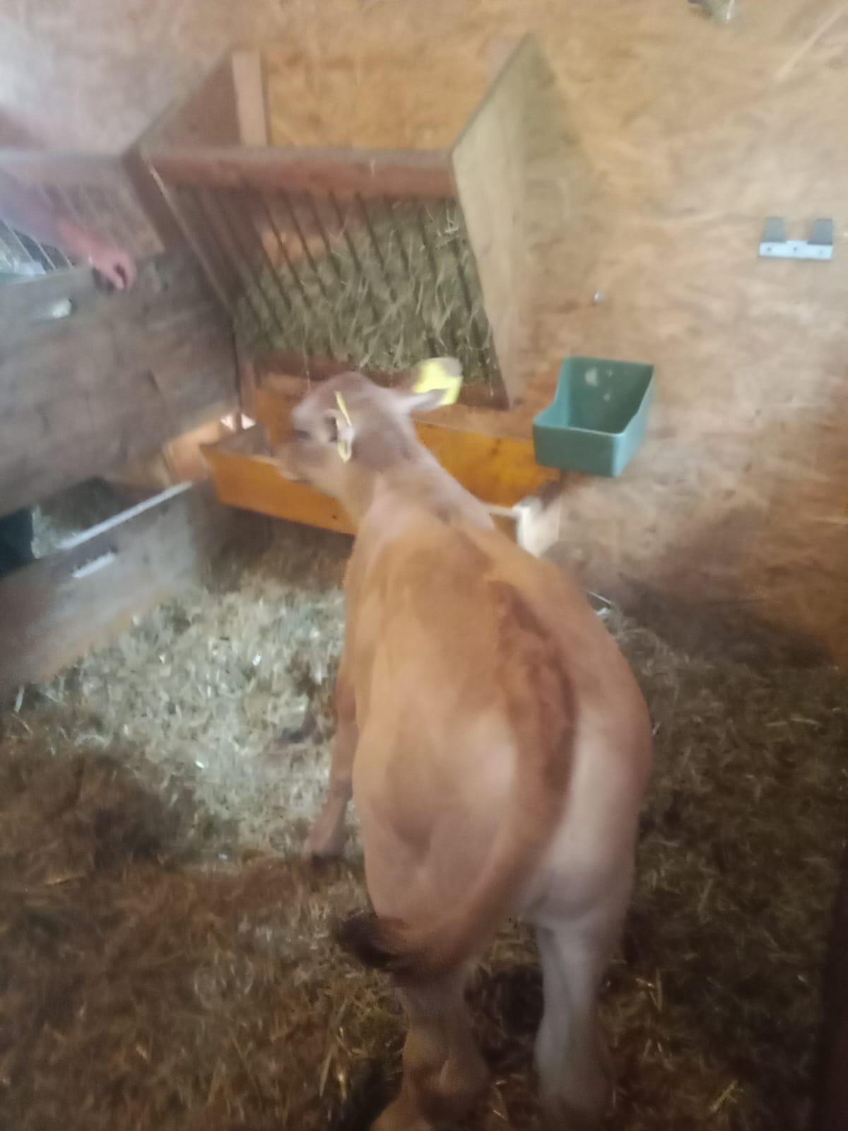 Limousin Stierkalb 2