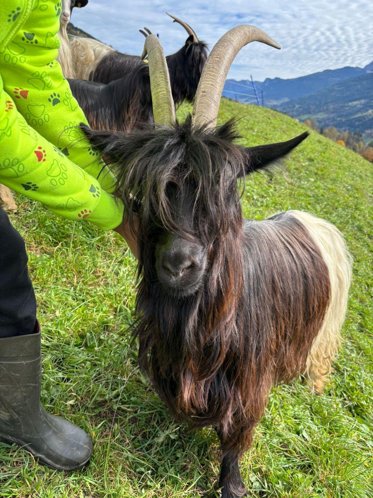 Verkaufe Waliserziege mit Papieren 2