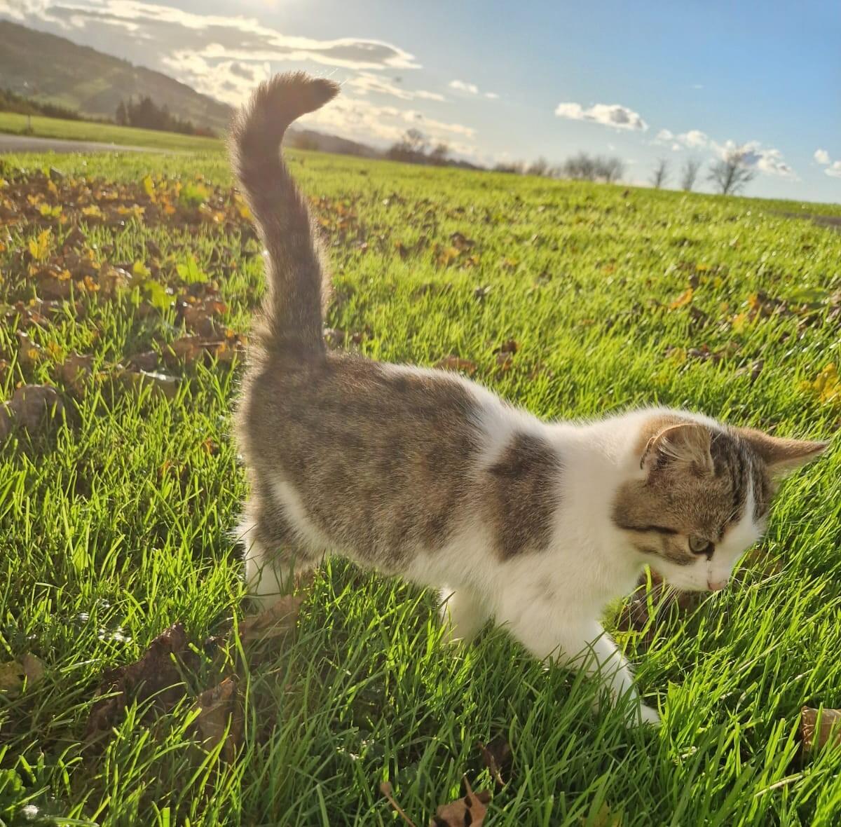 Katzen 1