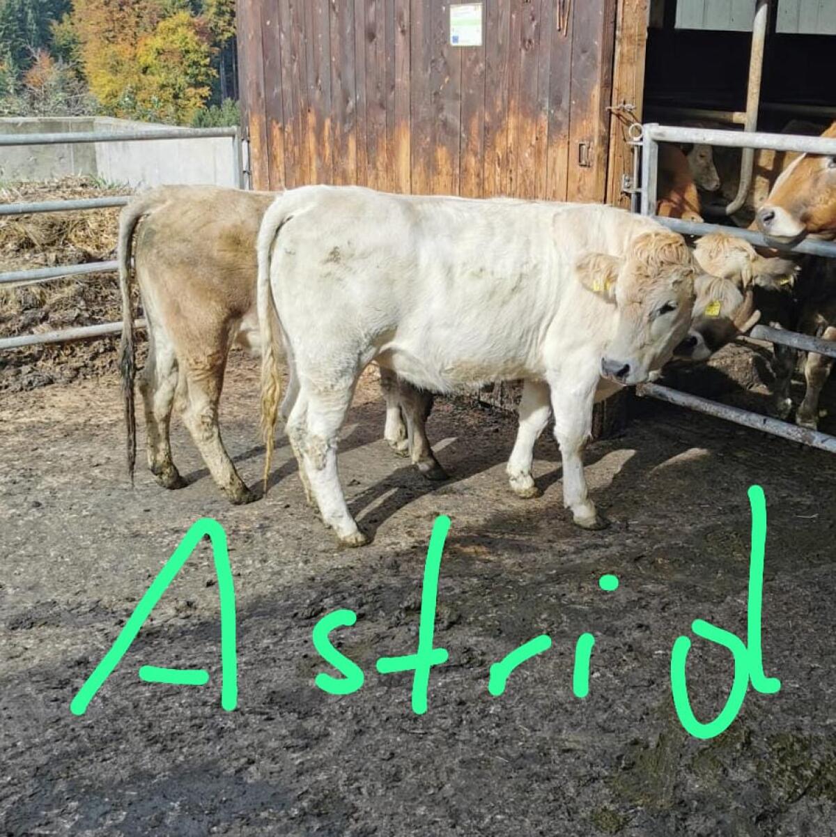 Murbodner Kalbinnen trächtig 1