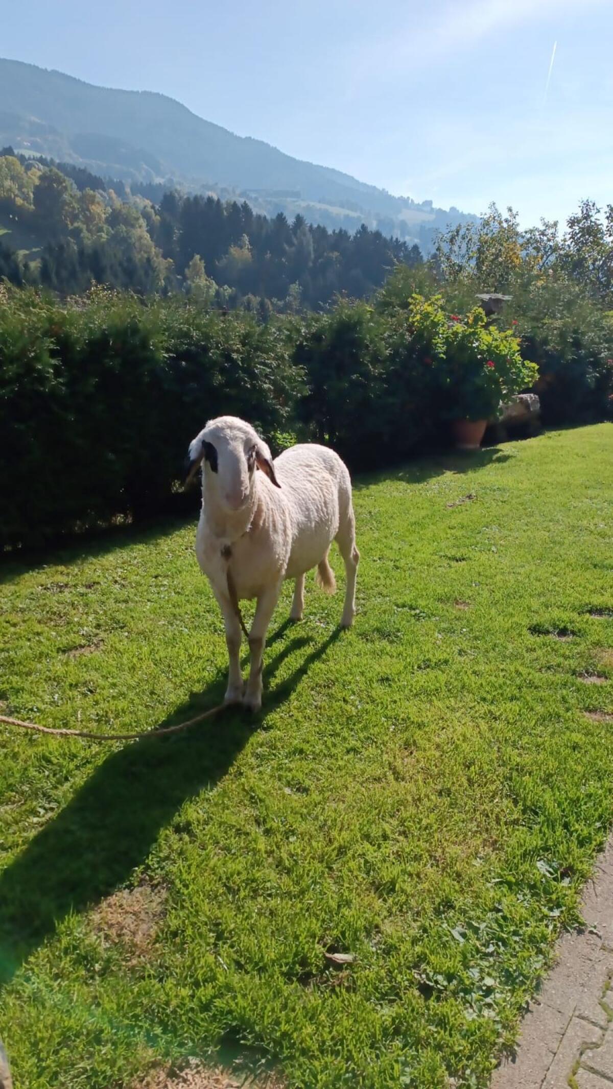 Brillenschaf Jonny 3