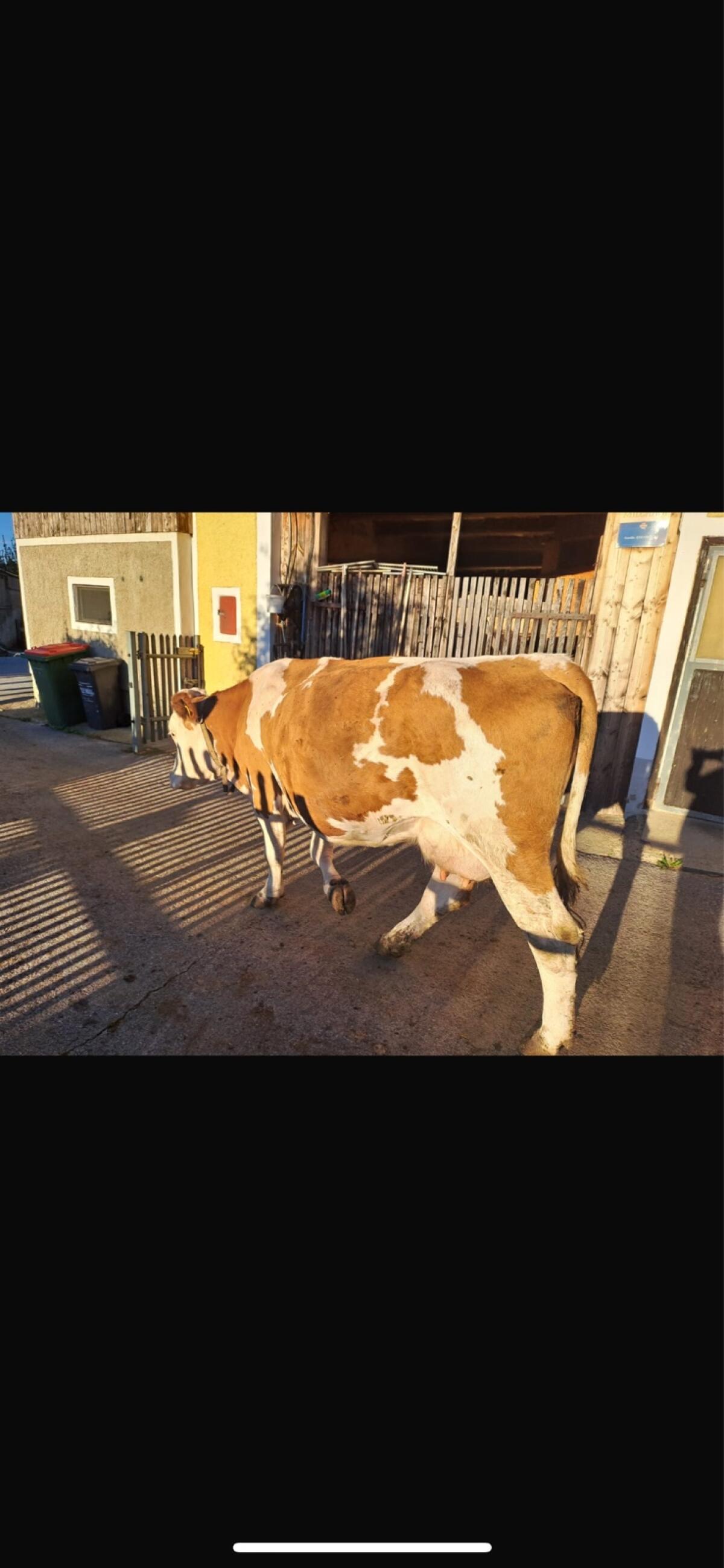 Trächtige Fleckvieh-Kuh 1