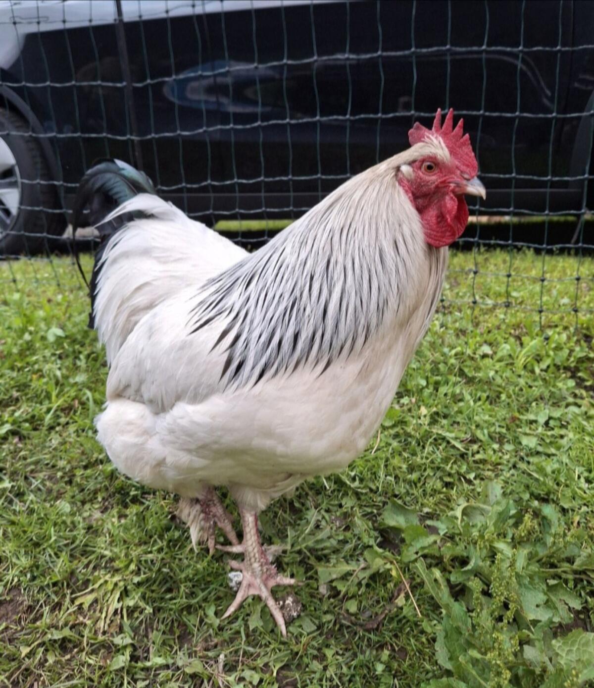 Sundheimer Hahn Hähne Huhn Geflügel 3