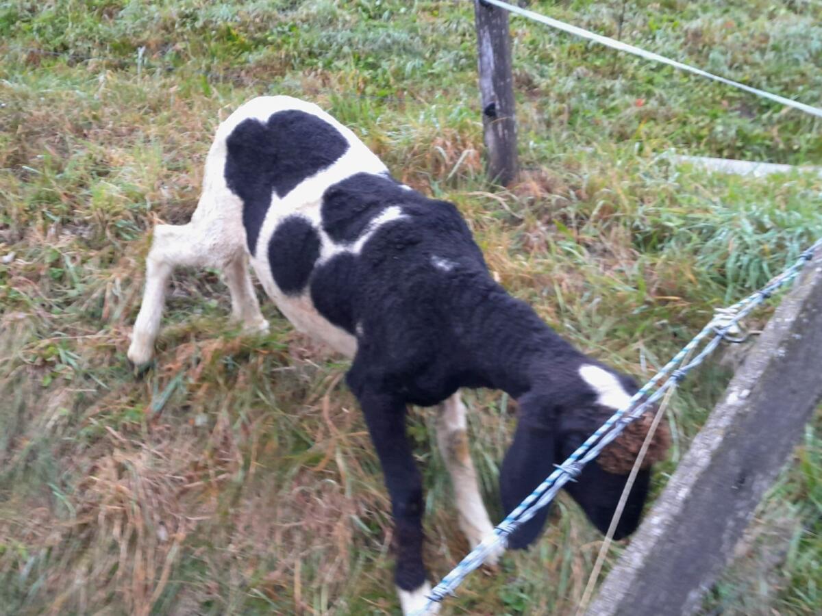 Tscheggnkilber rein 2