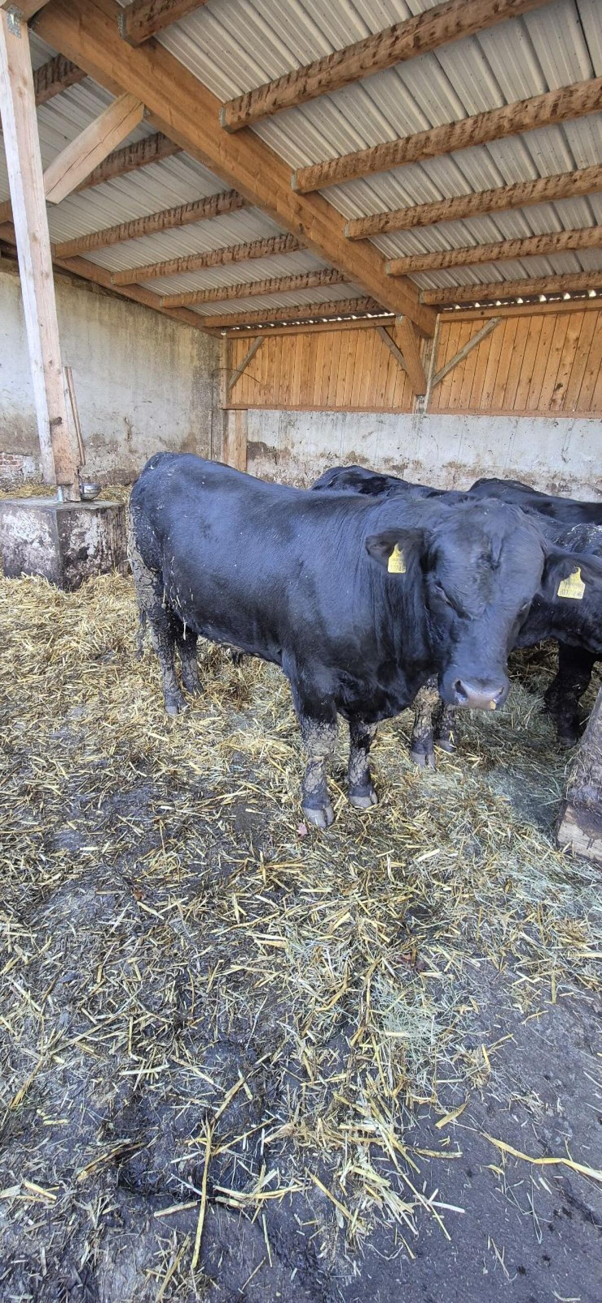 Bio Angus Stiere 2