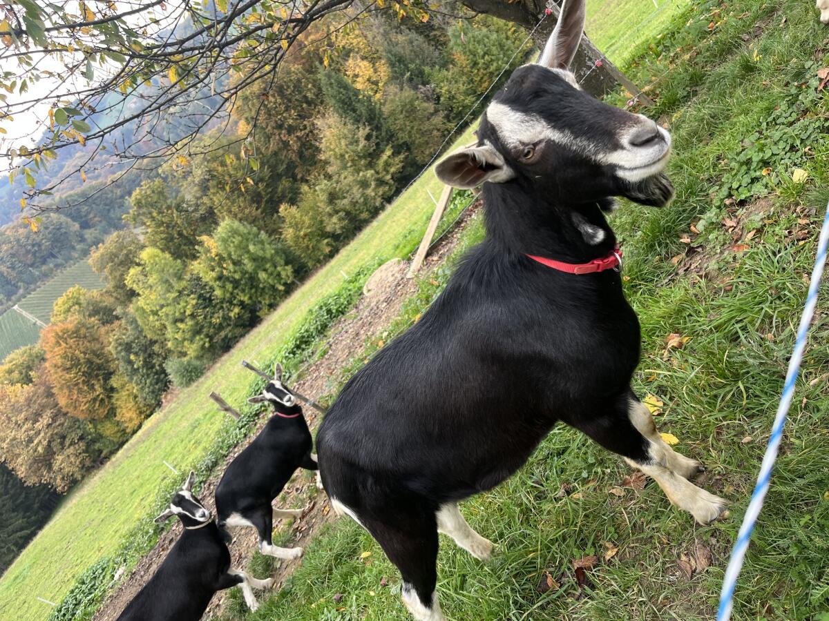 Bündner Strahlenziegenbock sucht neues Zuhause 3