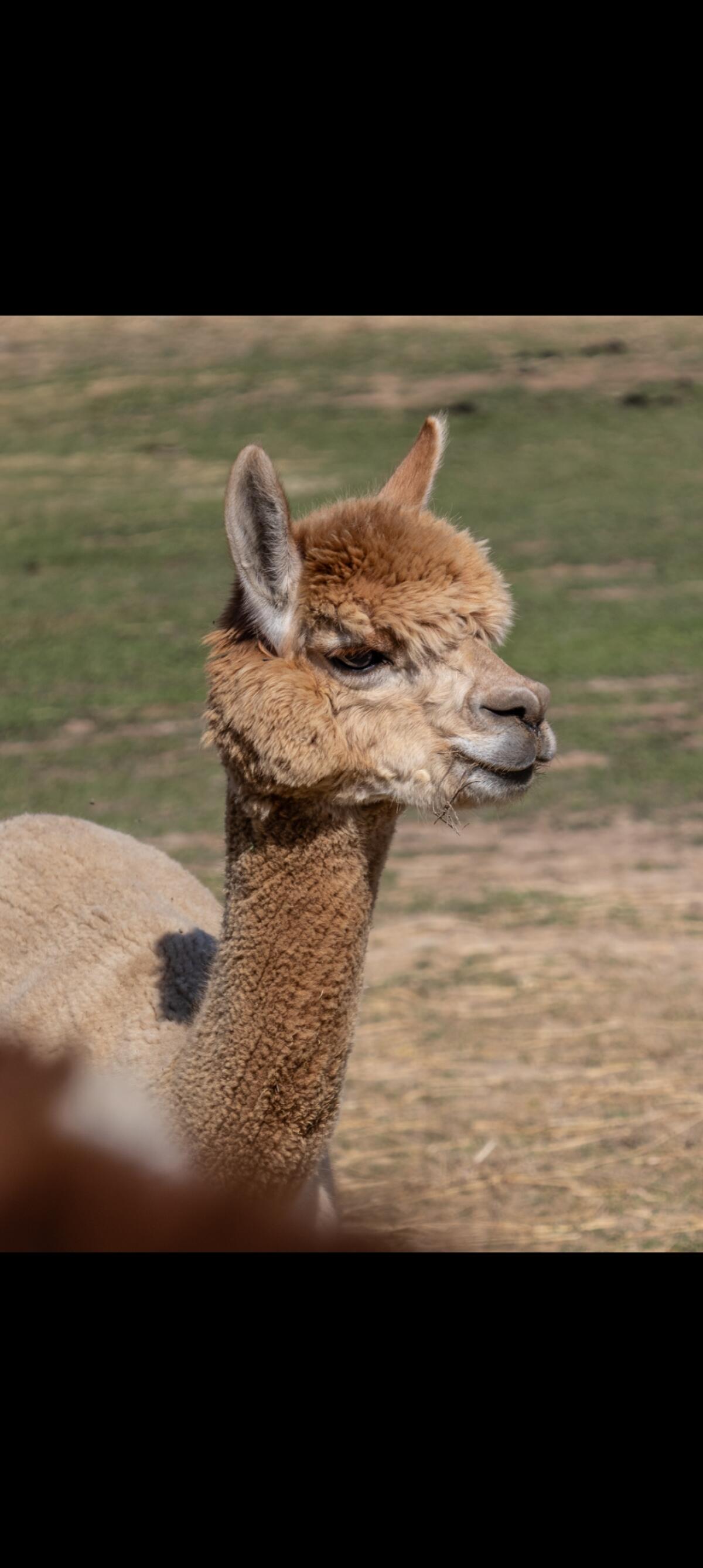 Sechsjähriger Alpaka-Wallach 1