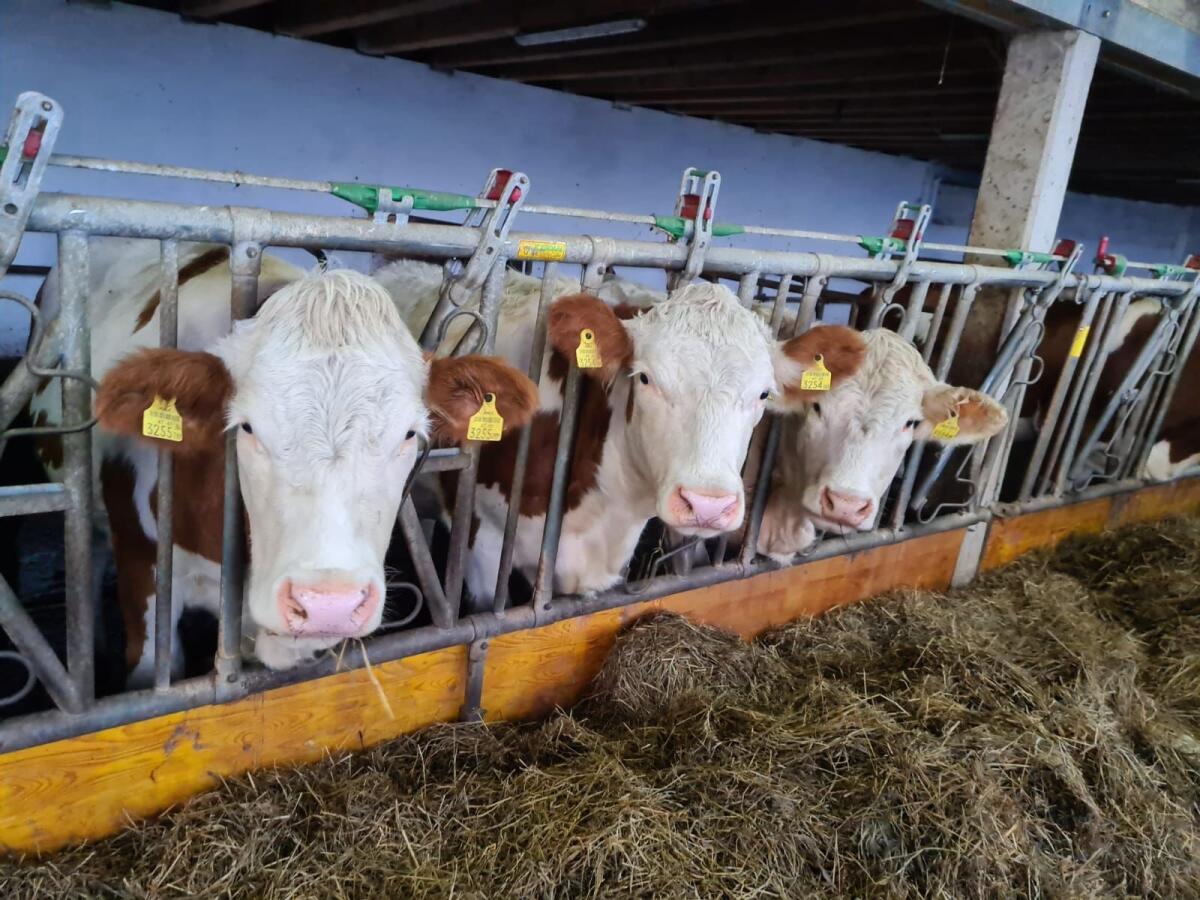 Kalbinnen und Kühe 1