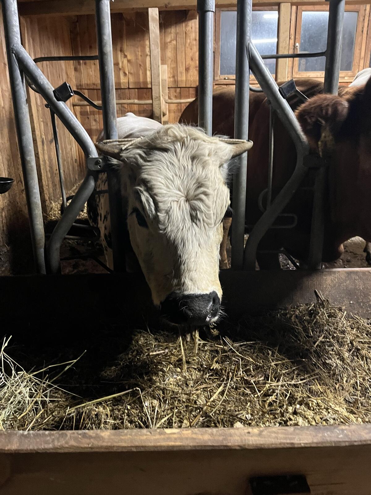 Pustertaler Sprinzen Jungkalbin 2