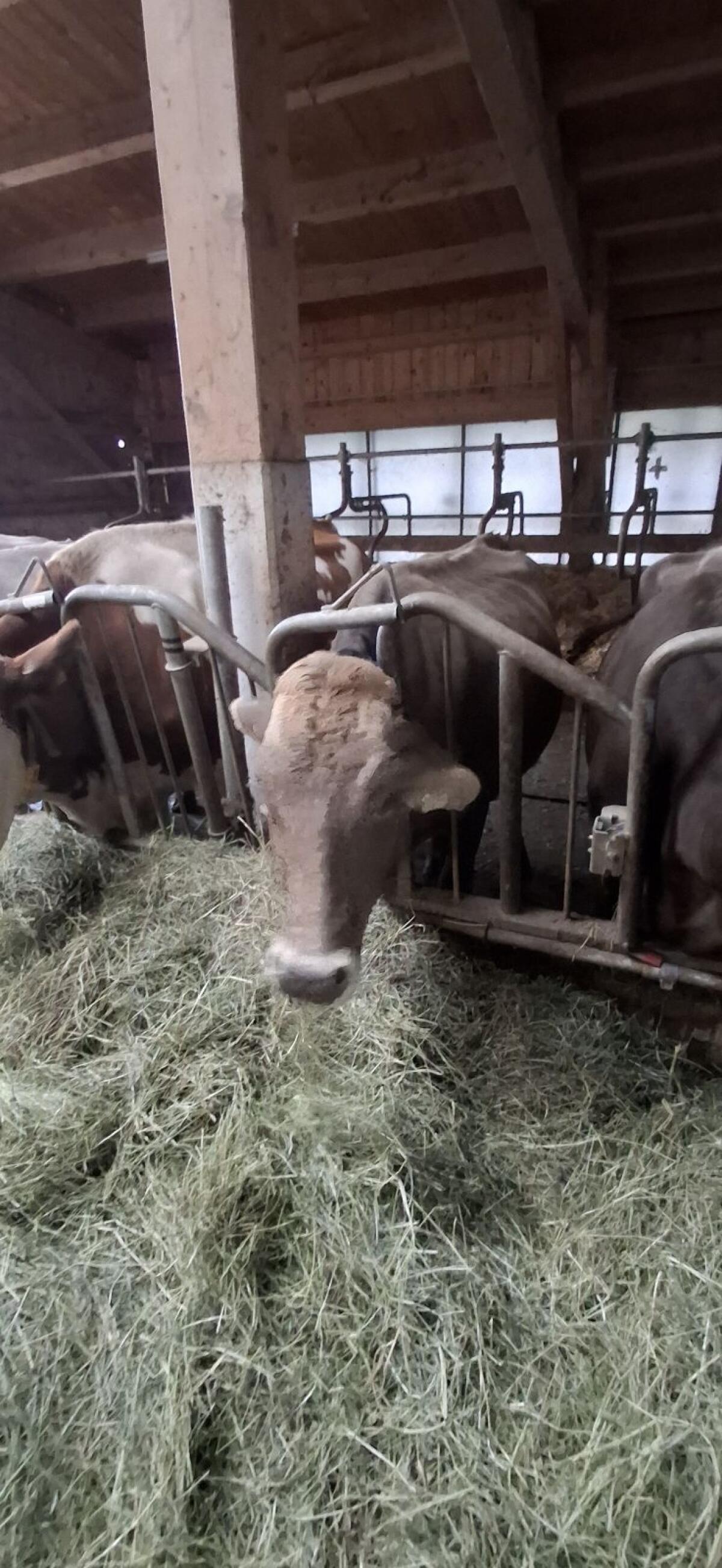 Bio Braunviehkuh aus Heumilchbetrieb 1