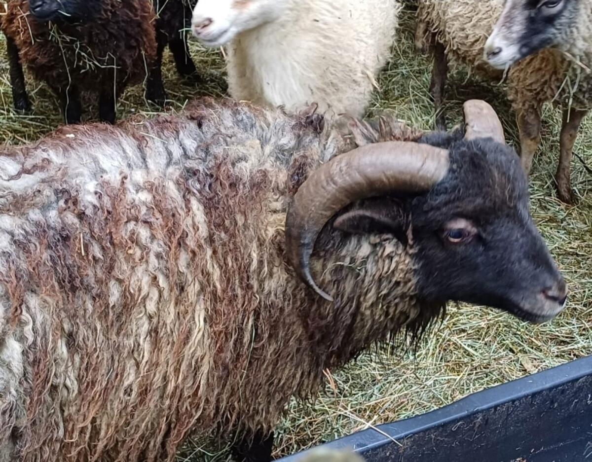 Schaf, Zwergschaf, Ouessantschaf 2