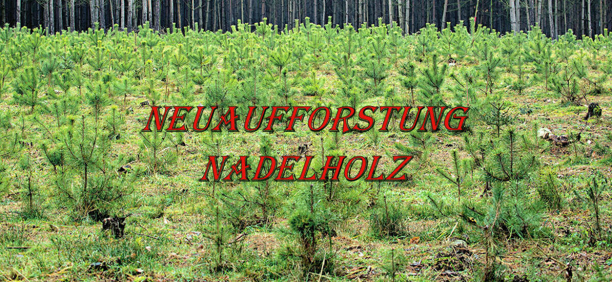 Gratis-Neuaufforstung 1