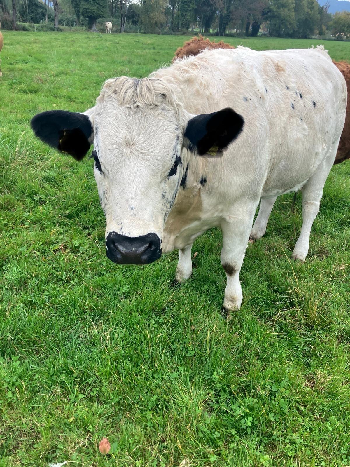 Pustertaler Sprinzen Kalbin 1