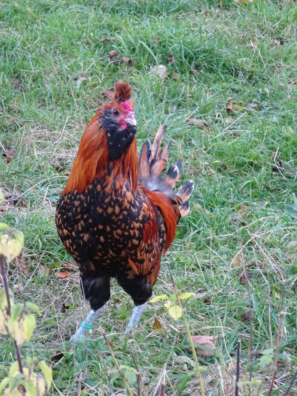 Brabanter gold-schwarzgetupft 2