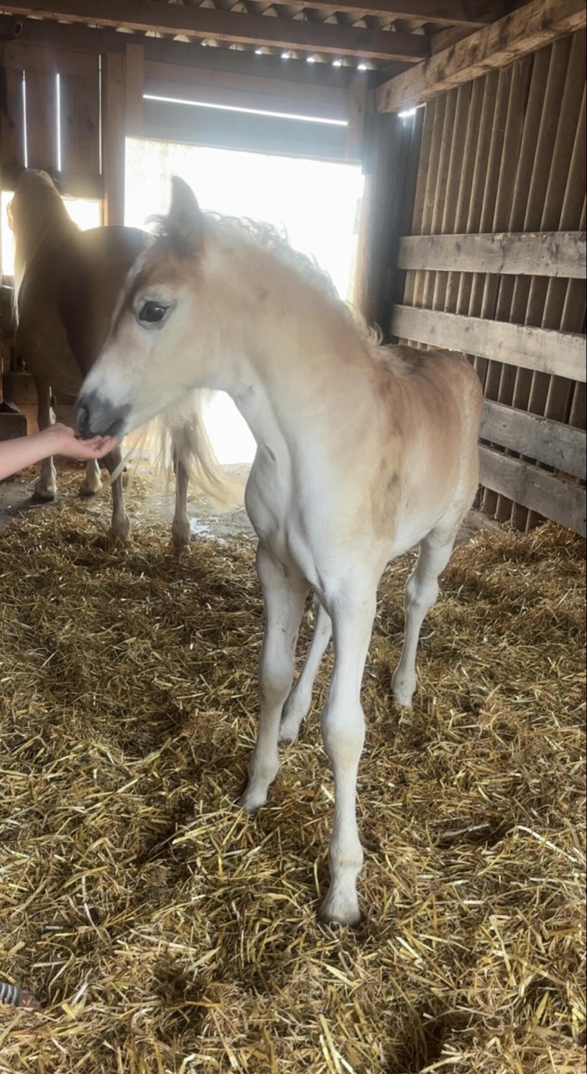Tolles Haflinger Stutfohlen nach Ariat/Amadeus 3