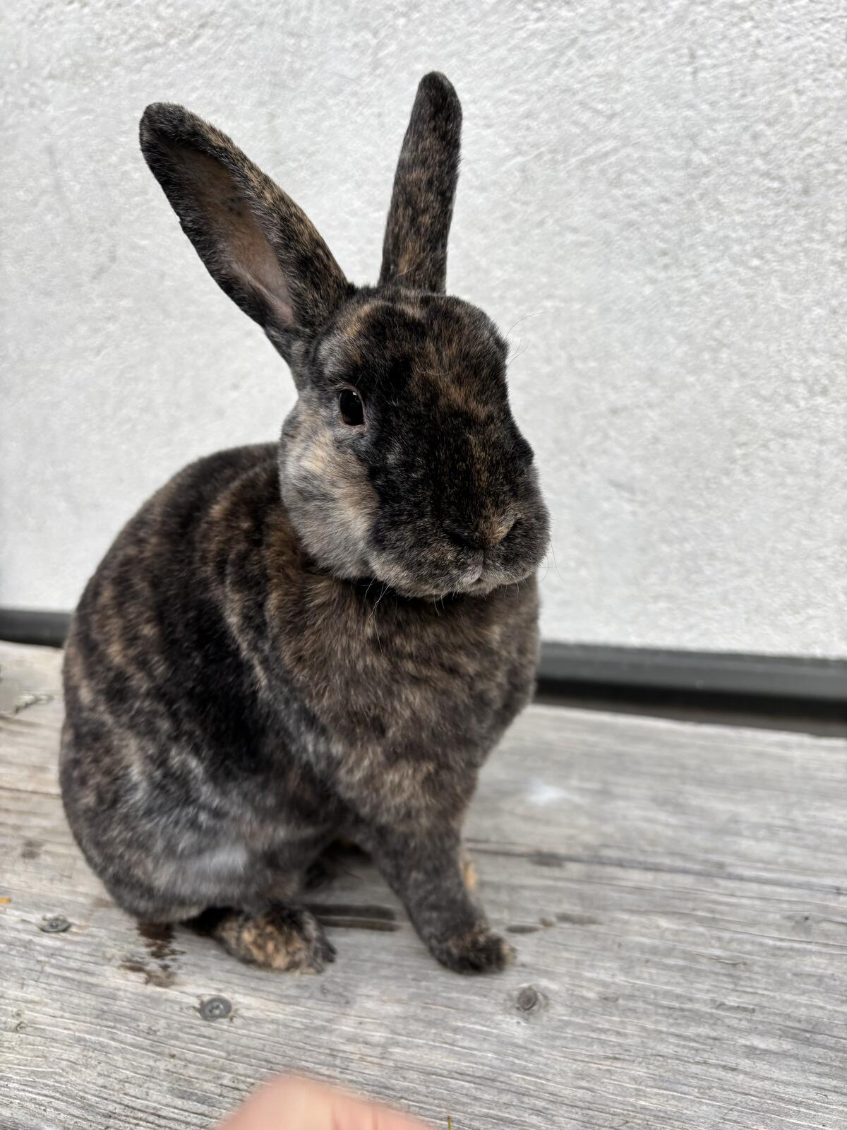 Scar sucht noch ein liebevolles Zuhause 3