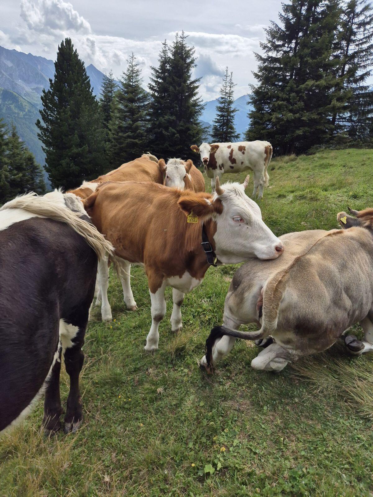 Suche Kuh mit Horn, Milchkuh 2