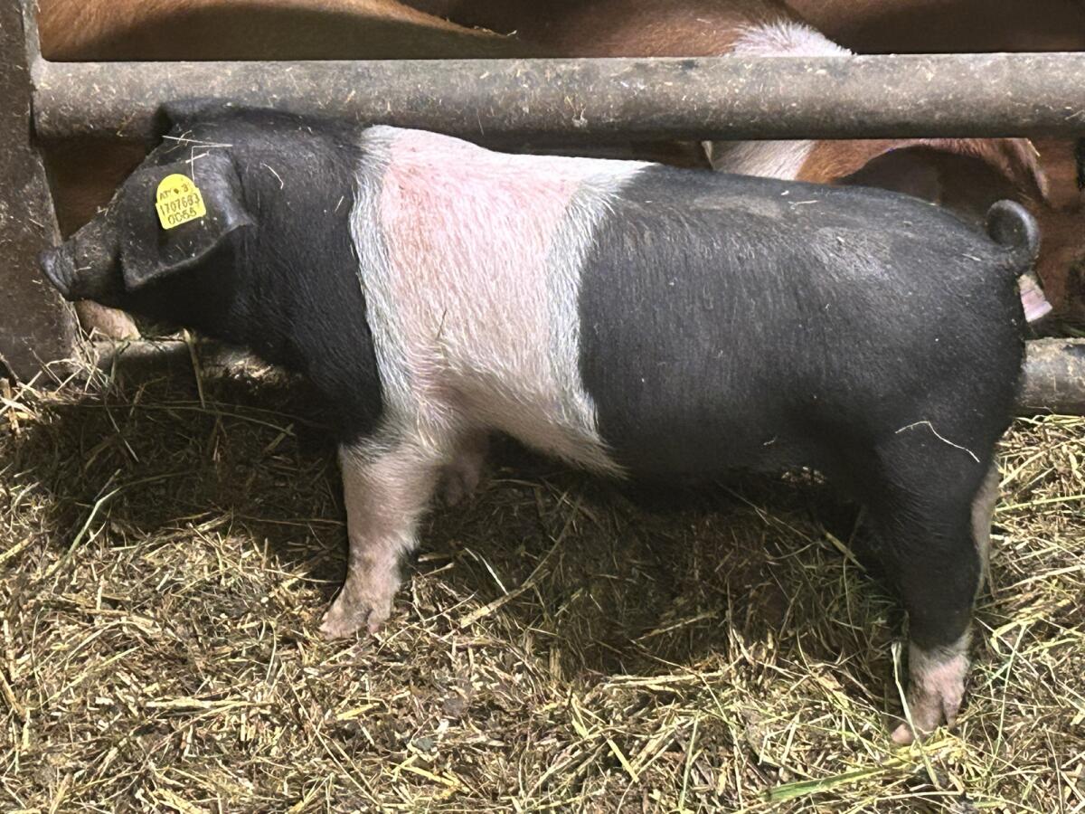 Schwäbisch Hällisch/Duroc Ferkel 2
