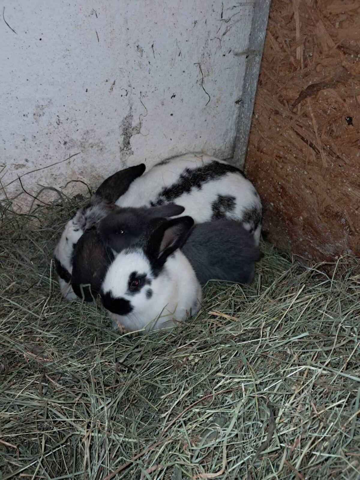 Riesenschecken Fleischhasen 2