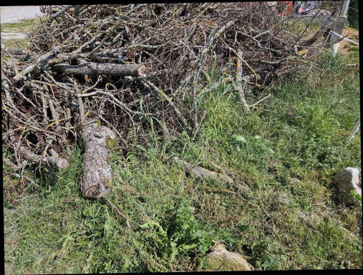 Brennholz, Hackgut zu verschenken 3