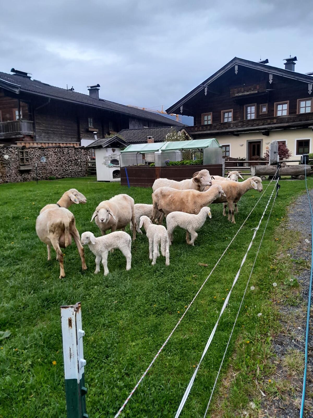 Steinschafwidder weiß 1