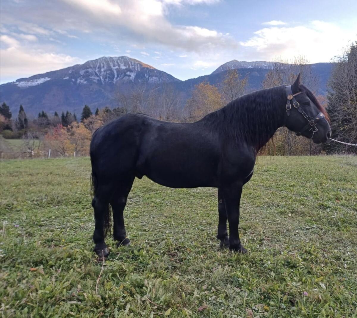 Noriker Deckhengst 2