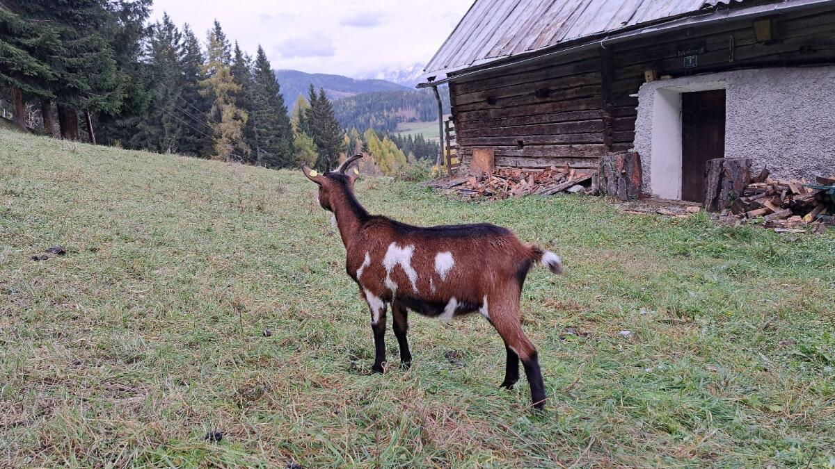 Tauernschecken Kitz Hb 2