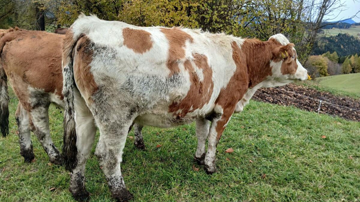 Bio Kalbin hochträchtig 2