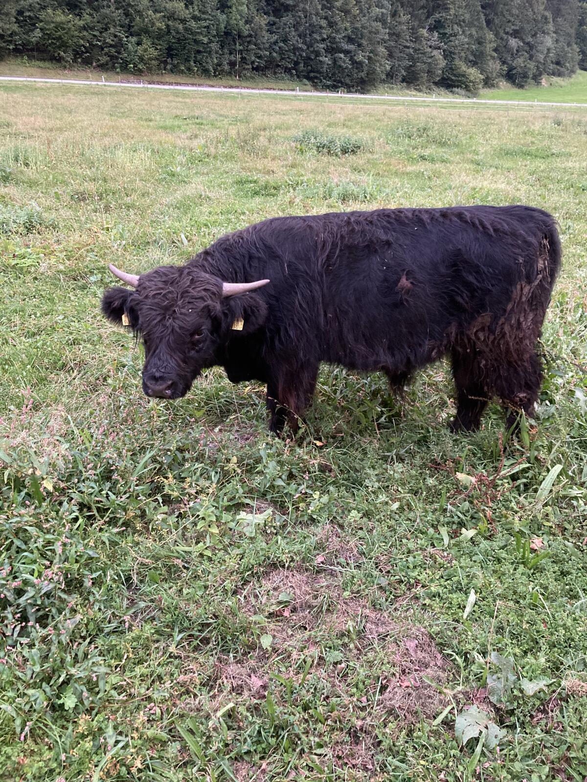 Hochlandstier 3