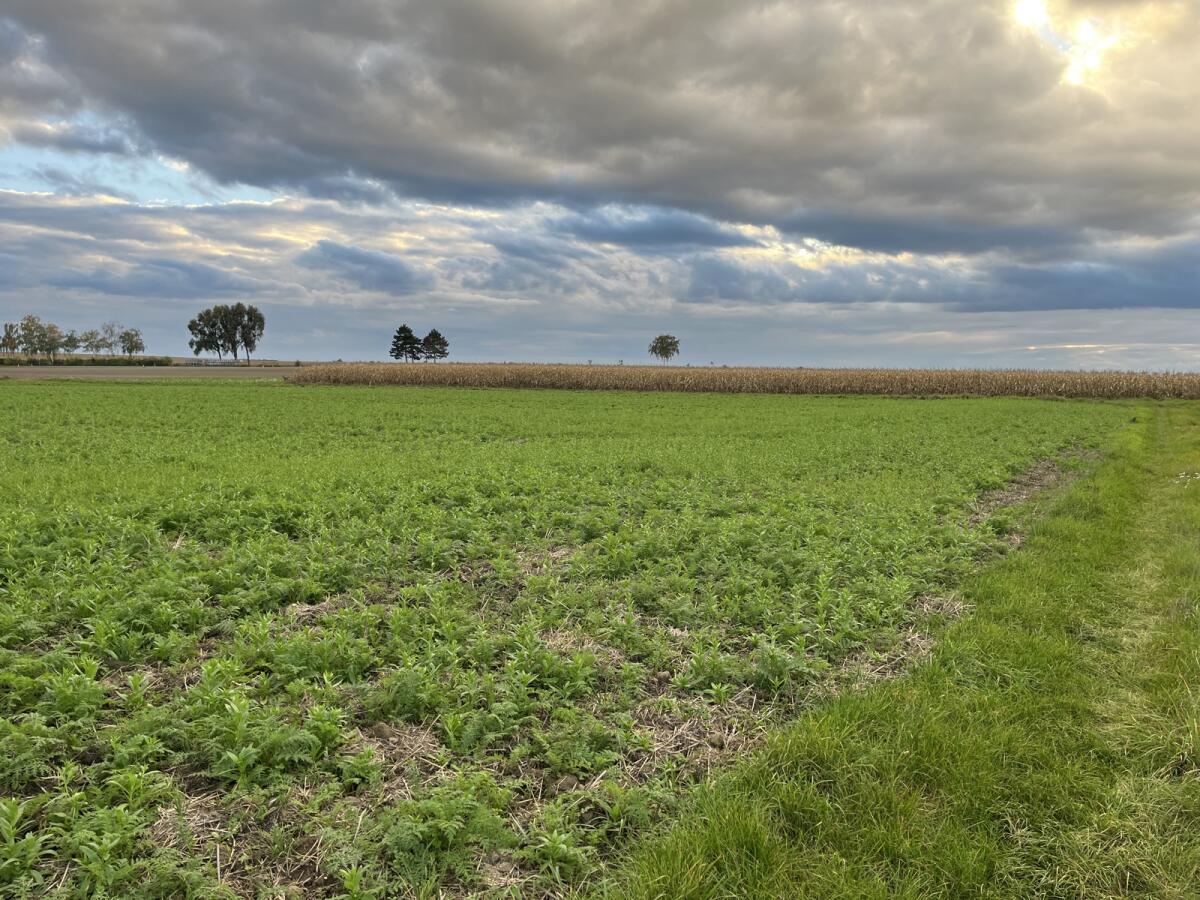 Suche Diversitätsflächen zu pachten 1