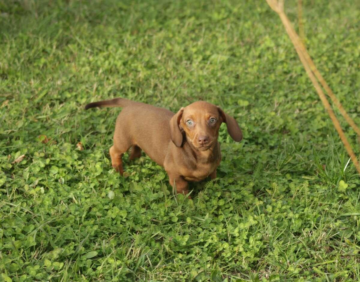 Standard Dackel Welpen suchen ihr Traumzuhause 2
