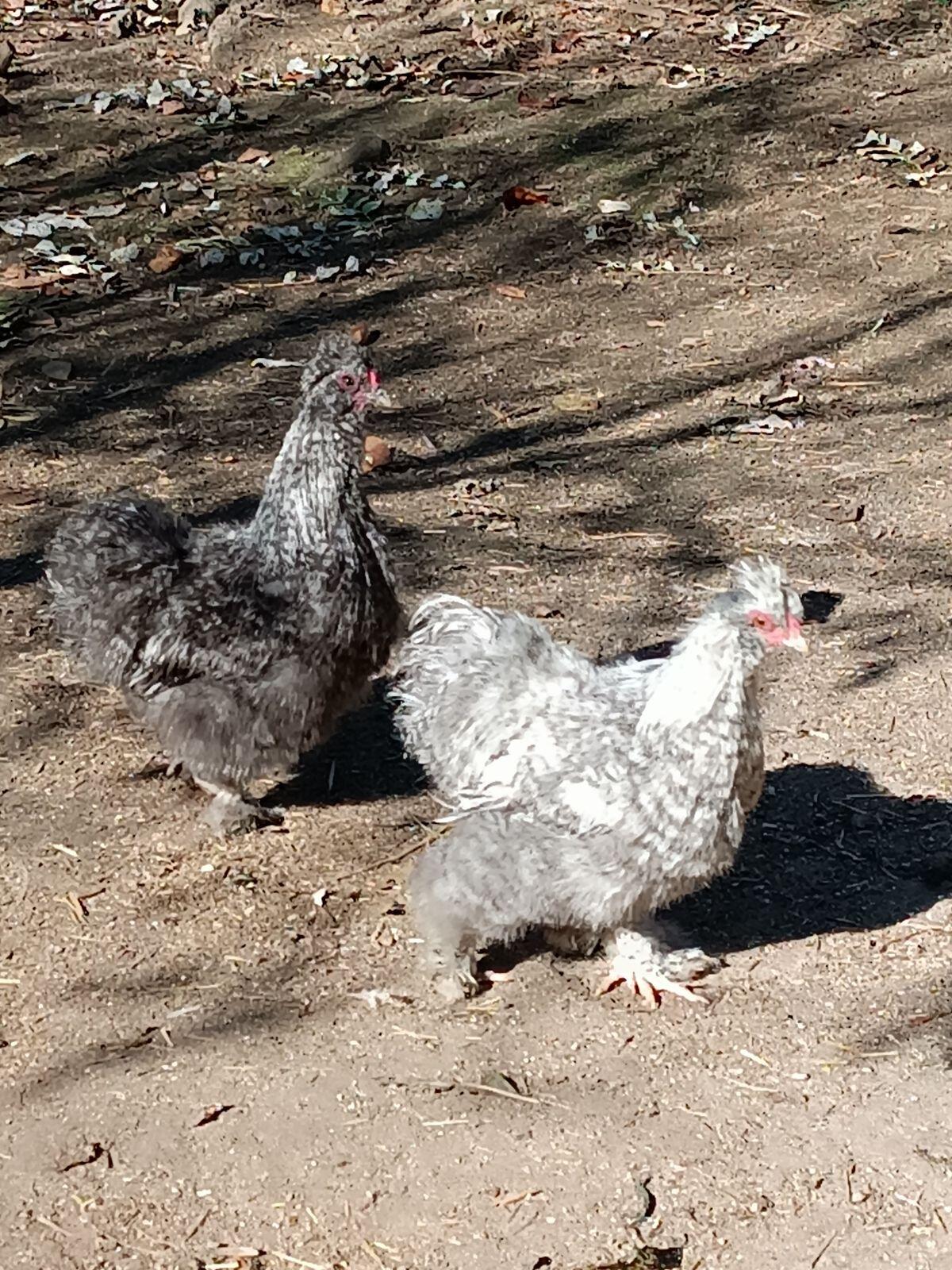 Seidenhuhn (1 Hahn und 2 Hennen) 3