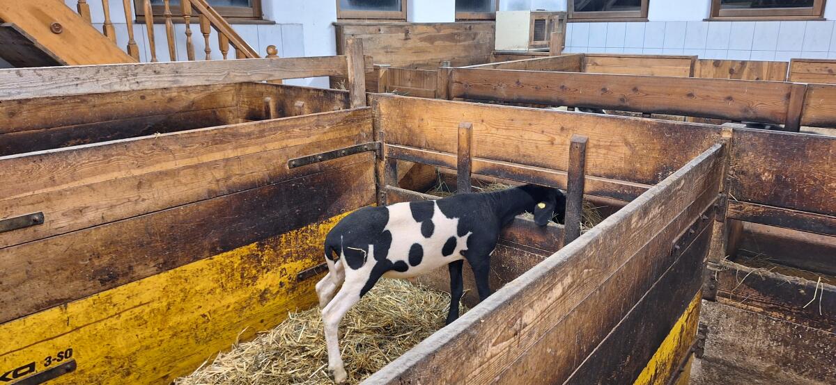 HB Tscheggenwidder 2