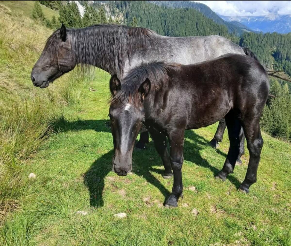 Mohrenkopf Norikerstute Lorena MG 3