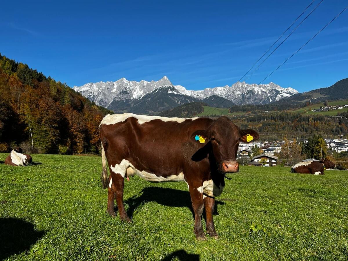 Pinzgauer Jungkuh genetisch hornlos Bio 1