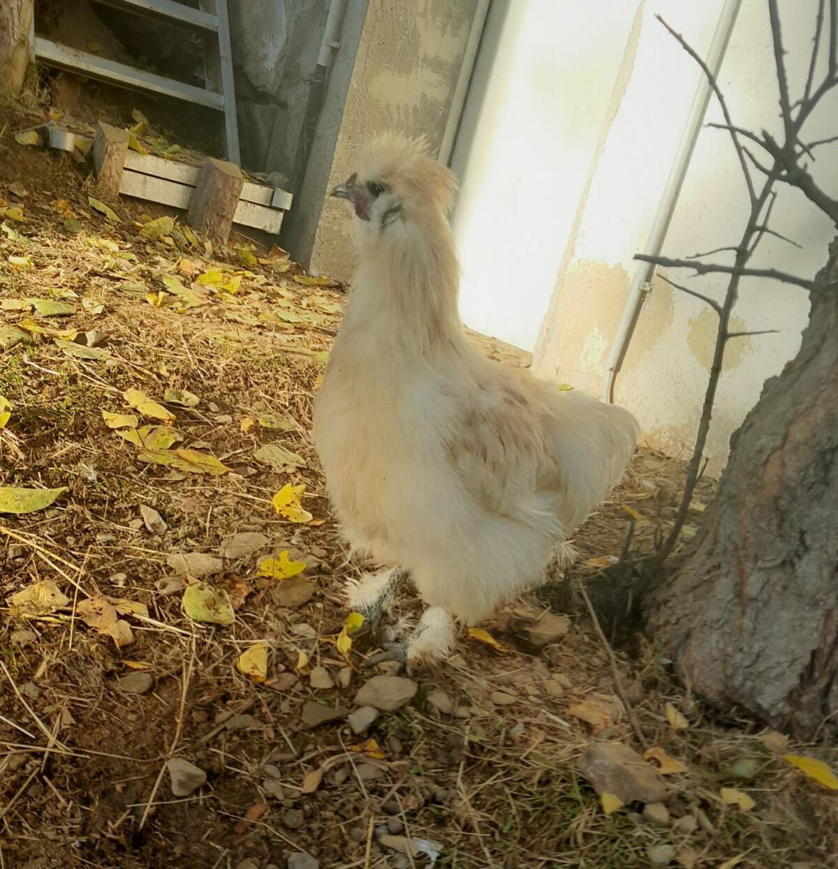 Seidenhühner und Pfautauben 2