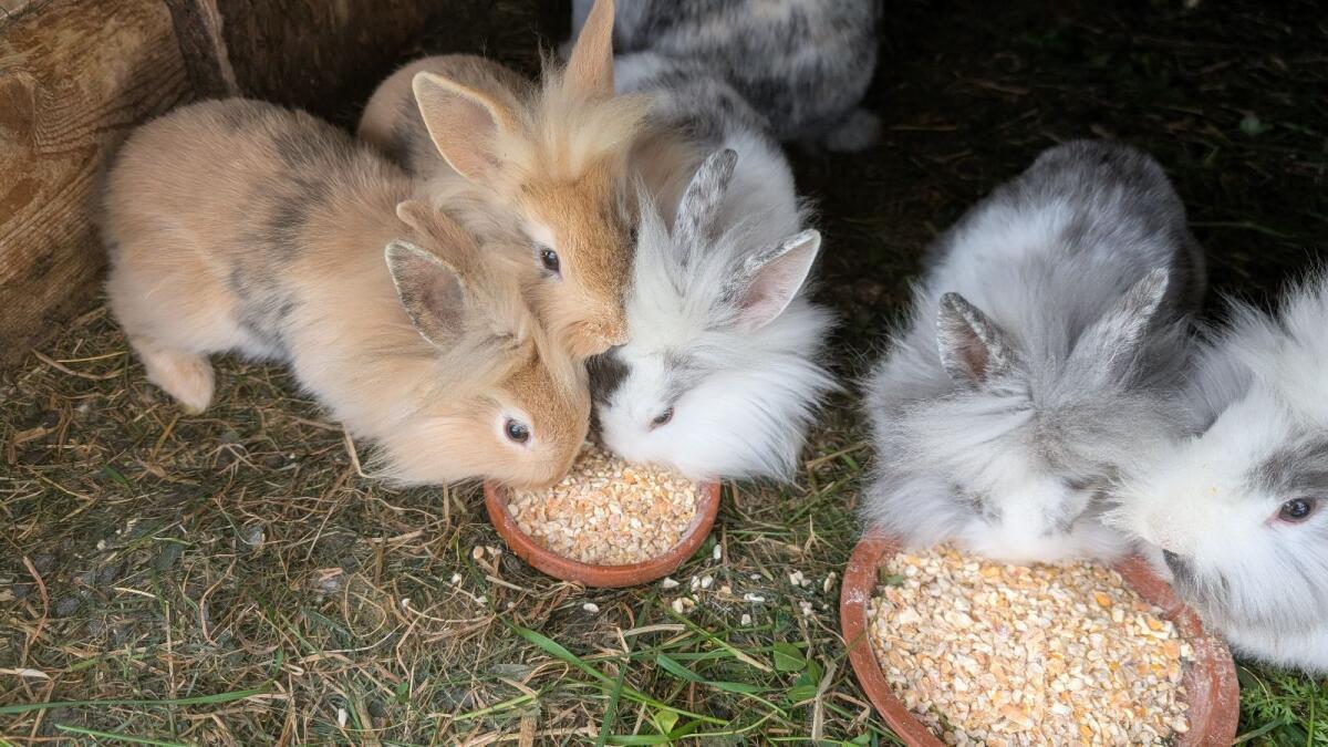 Zwergkaninchen in allen Farben zu verkaufen 2