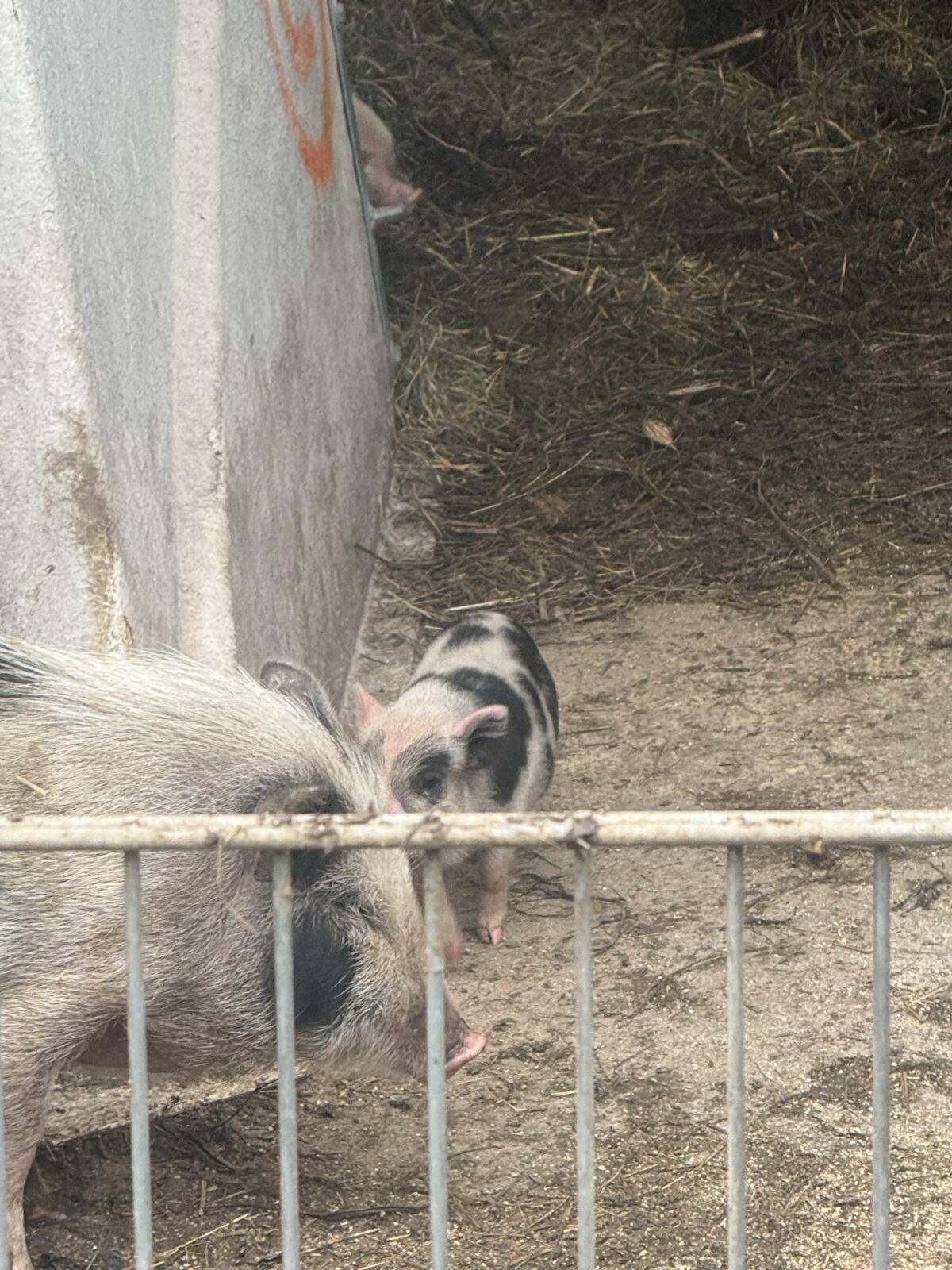 Minischweine Zuchtgruppe 3