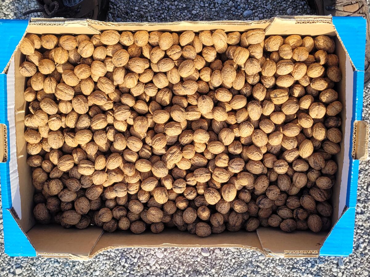 Verkaufe trockene Walnüsse, Ernte 2025 3
