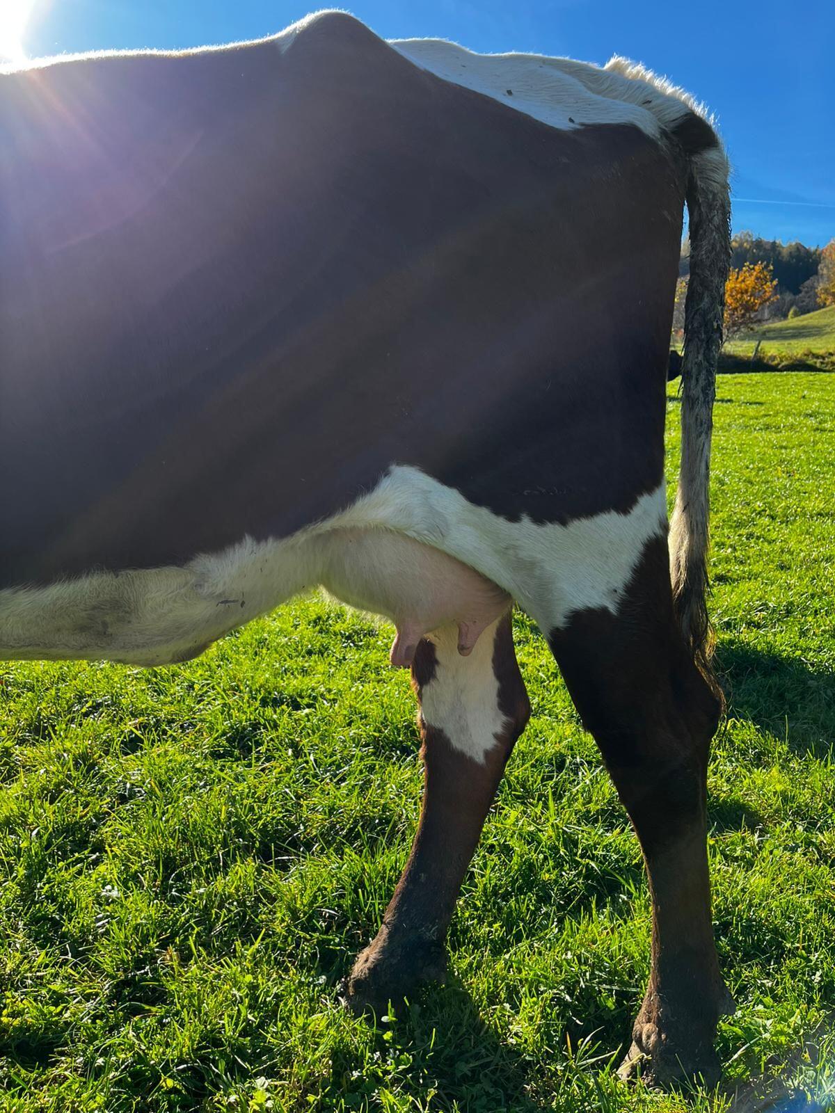 Pinzgauer Jungkuh genetisch hornlos Bio 3