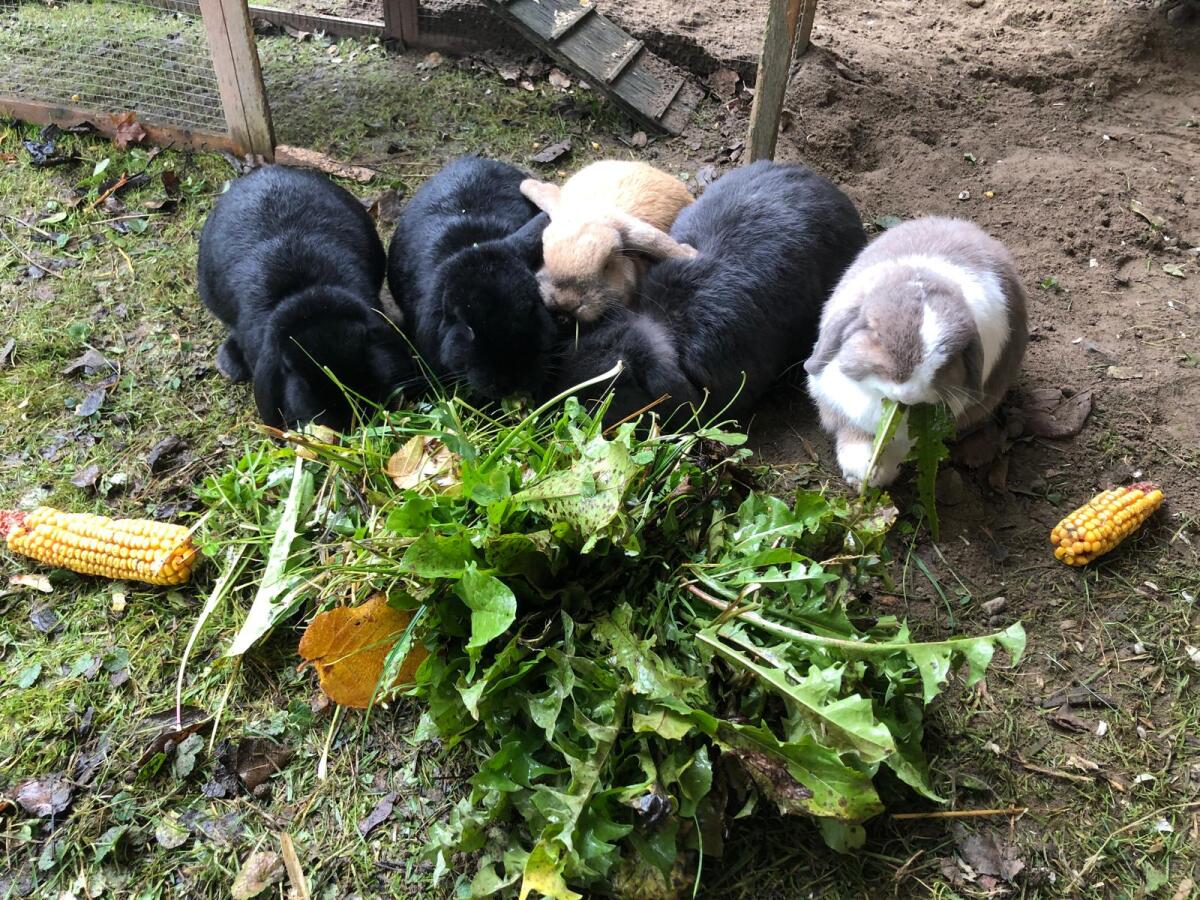 Hasen Schlappohren Miniloop 1