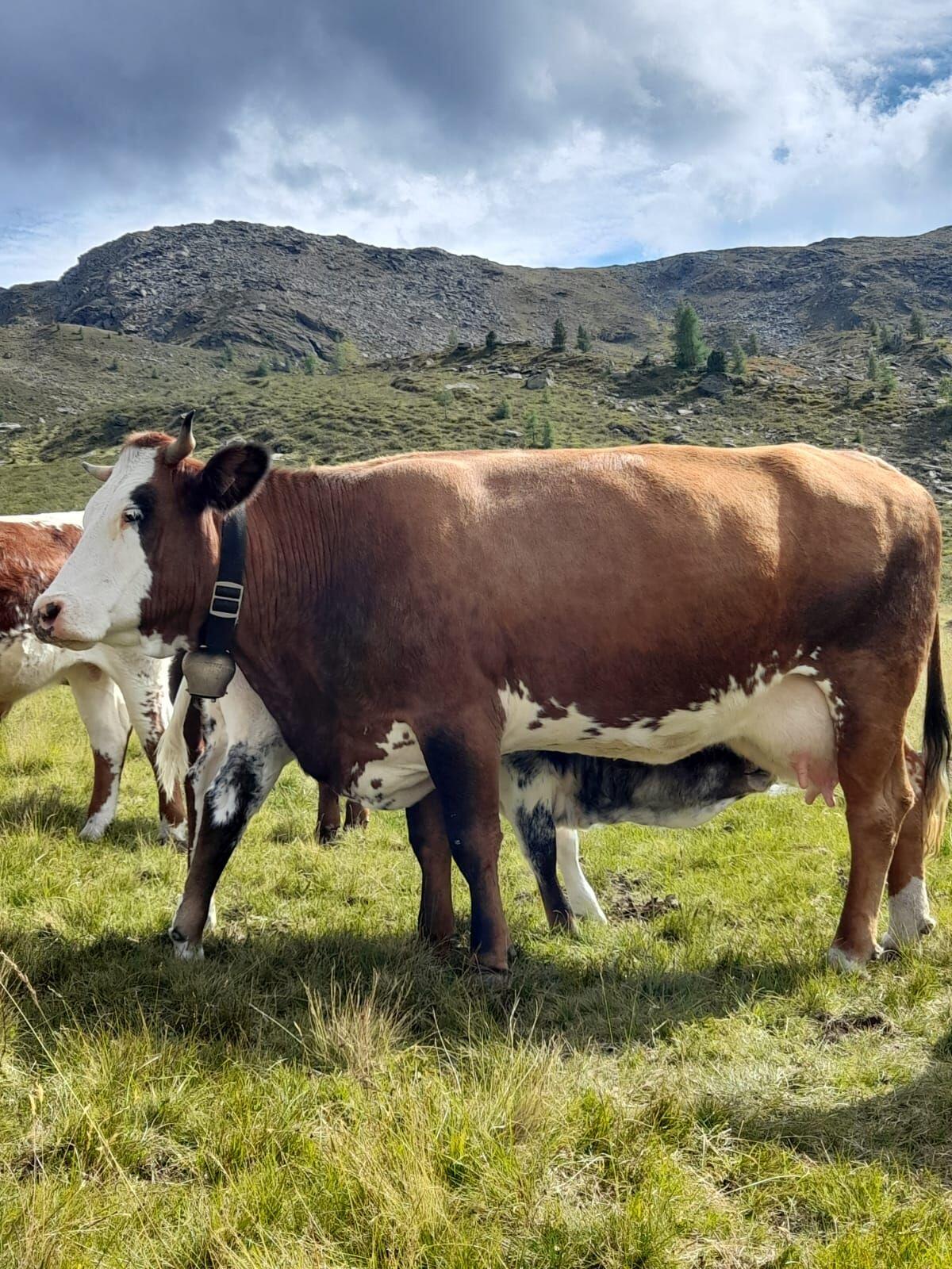 Mutterkuh Gloria - Fleckvieh Limousin 1